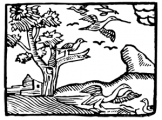 image: Geese woodcut