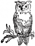 image: Owl 2