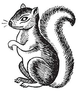 image: squirrel, animal